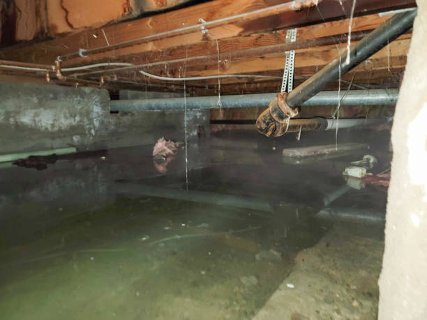 Best Mold removal after water damage  in Swisher, IA
